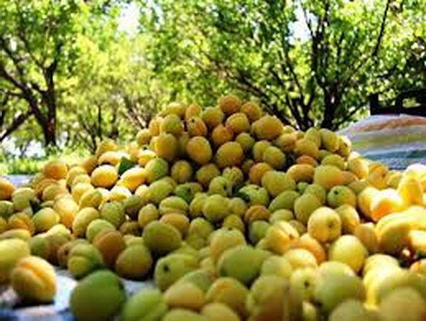 کاهش برخی از اقلام میوه در بازار یزد کاهش برخی از اقلام میوه در بازار یزد