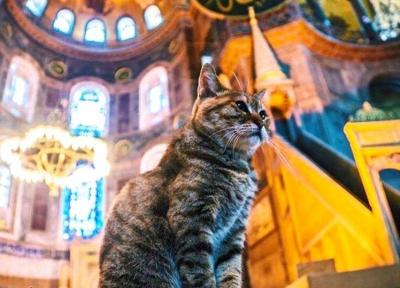 سرنوشت گربه ایا صوفیه پس از تبدیل شدن آن به مسجد چه می شود؟