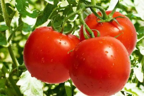 خواص فوق العاده گوجه فرنگی برای بدن و عوارض جانبی آن