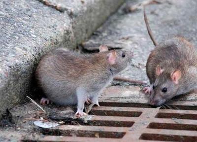 موش هایی که سرمای کُشنده کشور در زمستان سال 43 را هشدار دادند!