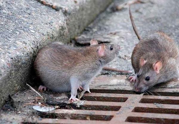 موش هایی که سرمای کُشنده کشور در زمستان سال 43 را هشدار دادند!