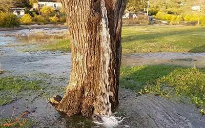 درخت عجیبی که تبدیل به فواره می گردد!
