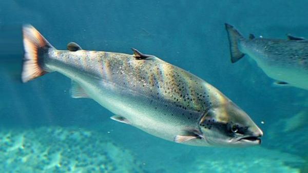 شروع صید گرانترین ماهی مولد ایران از مهرماه ماهی 12 و نیم میلیون تومانی