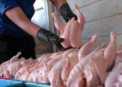 افزایش قیمت مرغ از امروز عملیاتی می گردد ؛ مرغ را گران تر از این قیمت نخرید